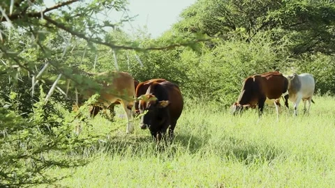 Head of cattle 動画素材 194134574