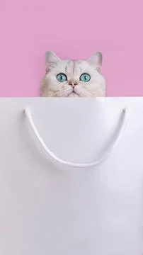 Head of charming white cat, with big blue eyes peeking out of white paper bag Stock Photos