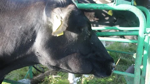 Head of chewing cow Stock Footage 113903716