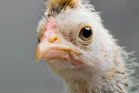 Head chick Foto stock
