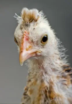Head chick Stock Photos