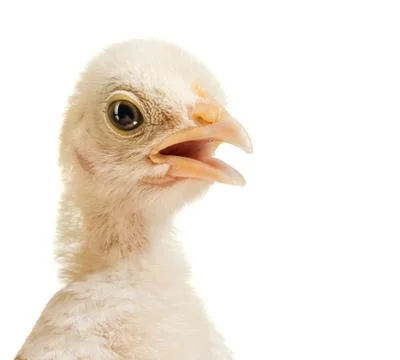 Head chick Stock-Fotos