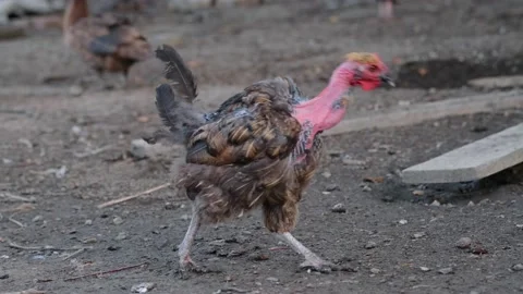 Head of a chicken with a bare neck Stock Footage 131209407