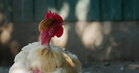 Head of a chicken with a bare neck Stock Footage 132356183