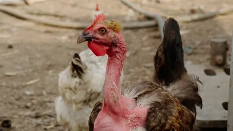 Head of a chicken with a bare neck Stock Footage 140232901