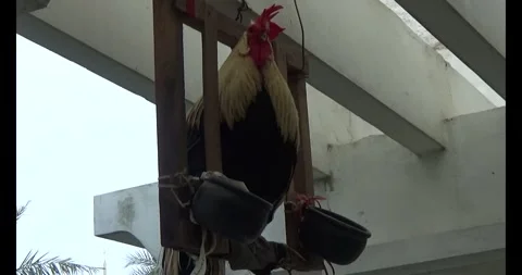 Head chicken Stock Footage 308359533