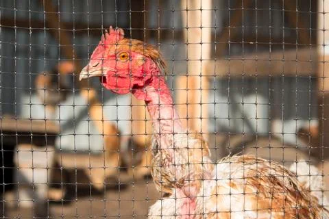Head of chicken Stock Photos