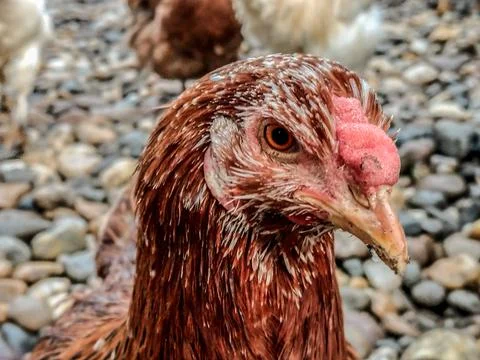 The head of a chicken Stockfoto's