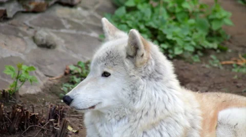 The head close up of an Arctic wolf or polar wild dog, smart and dangerous Stock Footage 43723947