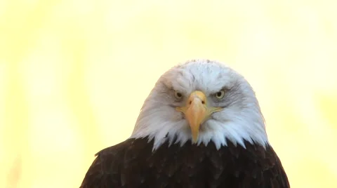 Head close up of bald eagle, haliaeetus leucocephalus, on light yellow. Stock Footage 46573292