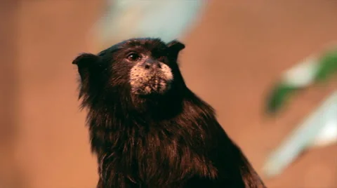 Head close up of brown-headed or saddle-backed tamarin, Saguinus fuscicollis, Stock Footage 46368819