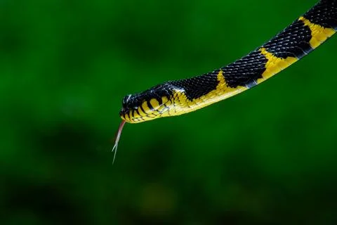 Head close up of a gold-ringed cat snake Photos