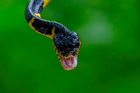Head close up of a gold-ringed cat snake Photos