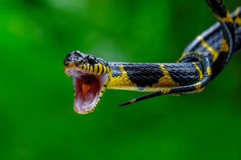 Head close up of a gold-ringed cat snake Stock Photos