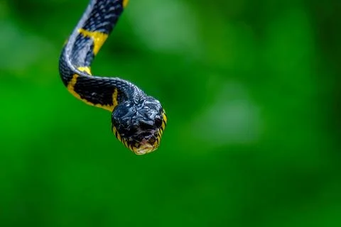 Head close up of a gold-ringed cat snake Stock Photos