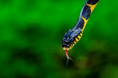 Head close up of a gold-ringed cat snake Stock Photos