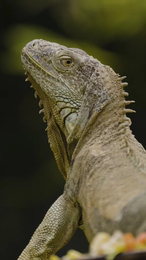 Head Close Up Of green iguana, also known as American iguana, arboreal, mostly Stock Footage 336888652