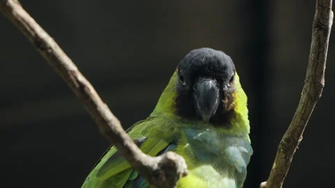 Head Close-up of Nanday Parakeet Bird Resting on Leafless Tree Branch in Video stock 265129420