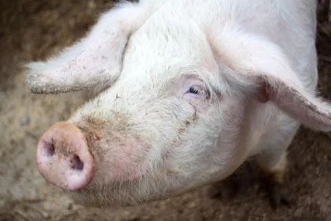Head close-up on a pig farm Foto stock