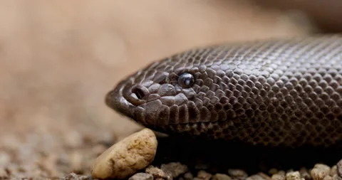 Head Close up of Red Sand Boa snake flicking its tongue out to sense the Stock Footage 165608593