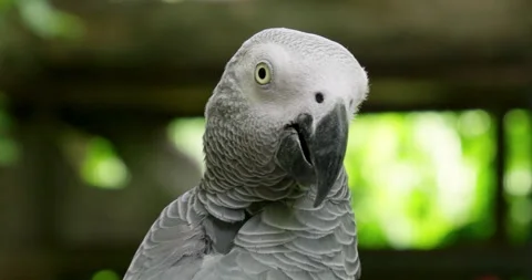 Head close-up shot of a grey parrot, Psittacus erithacus as it stares up Stock Footage 283523366