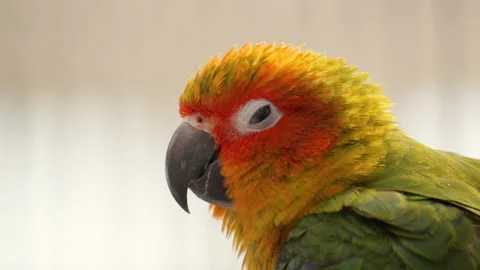 Head Close-up of Sun Parakeet 
(Aratinga Solstitialis) Nodding Profile Video stock 223278512