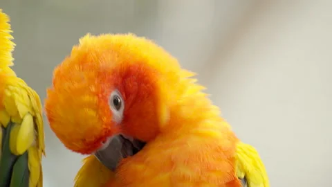 Head Close-up of Sun Parakeet or Sun Conure Bird Scretching Plamage with Video stock 223278249