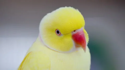 Head close-up of Yellow Rose-ringed parakeet (Psittacula krameri) 库存影片 224226284