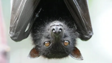 Head Closeup of a Flying Fox, a huge bat 스톡 동영상 566302