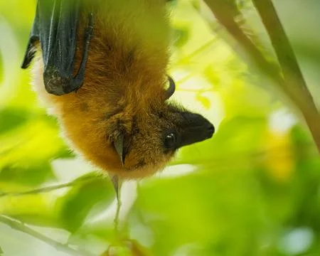 Head closeup of Fruit bat hanging  on tree inside the botanical garden, Mah Stock Photos