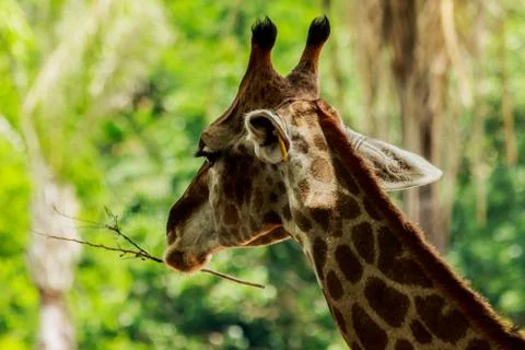 Head closeup of a giraffe walking in the forest. Stock Photos
