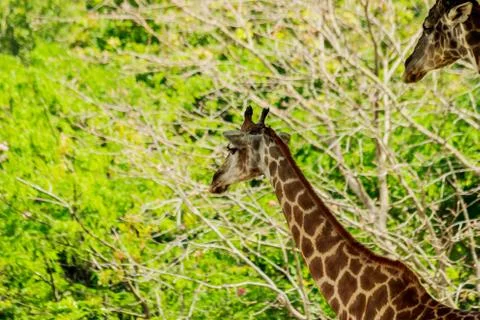 Head closeup of a giraffe walking in the forest. Stock Photos