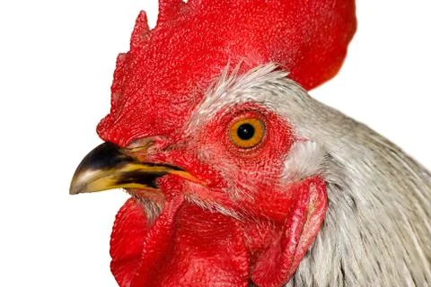 	Head of the cock Foto stock