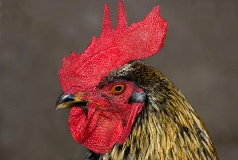	Head of the cock Stock Photos