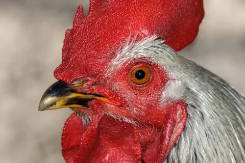 The head of a cock Stock Photos