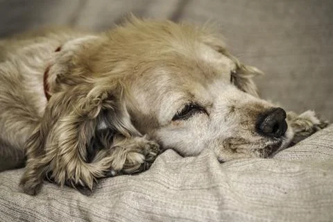 Head of cocker Stock Photos