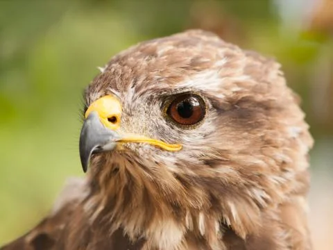 Head of common buzzard Stock Photos
