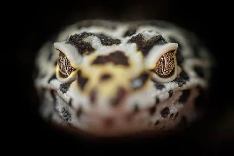 Head of common leopard gecko. Closeup dragon head Stock Photos