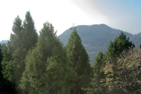 Head of Coniferous Trees Stock Photos