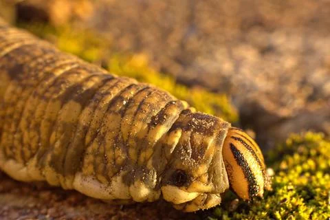Head of a Convolvulus hawk-moth caterpillar Stock Photos