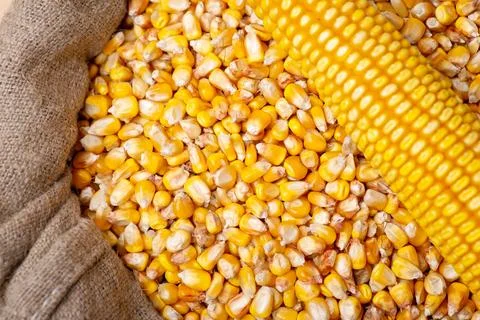 Head of corn and grain in bag Stock Photos