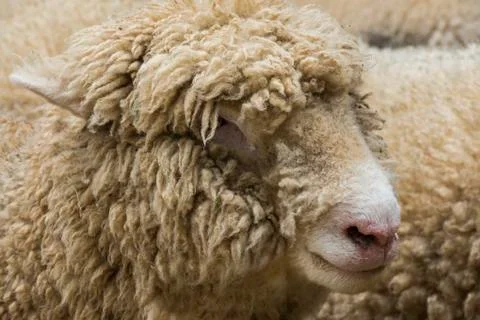Head Cornish Sheep Cornwall Stock Photos