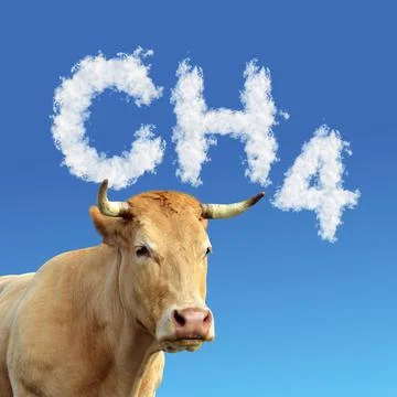 Head of cow with CH4 text from clouds at the background. Stock Photos
