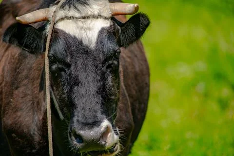 Head of a cow close-up on a background of grass in summer Stock-Fotos