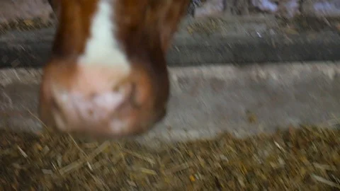 The head of a cow close up Stock Footage 85934190