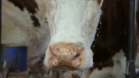 The head of a cow close up Stock Footage 85934204
