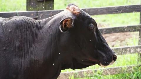 Head cow close up Stock Footage 104110035