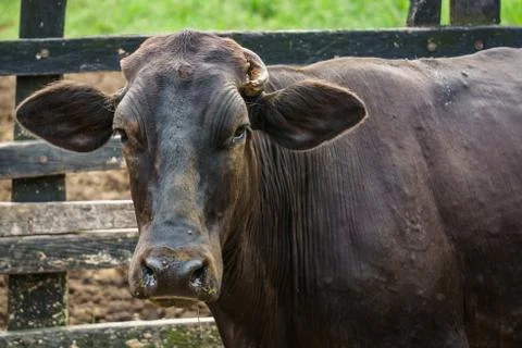 Head cow close up Stock Photos