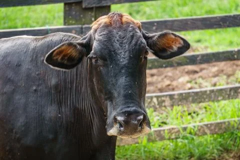 Head cow close up Foto stock