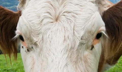 Head of cow with fly Stock Photos